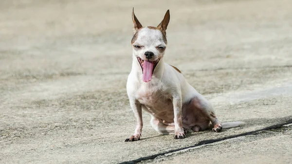 Pes Chihuahua opalování — Stock fotografie