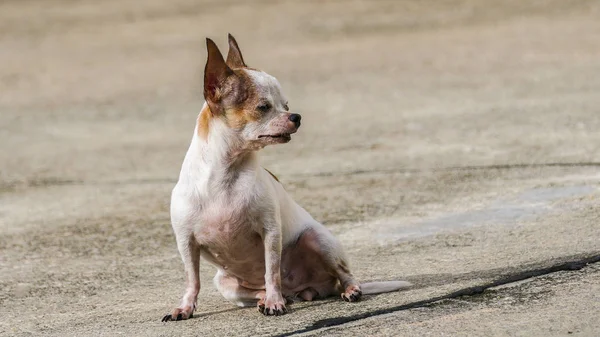 Chihuahua hond zonnebaden — Stockfoto