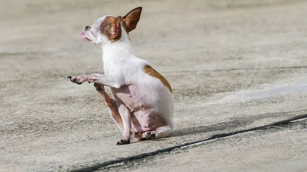 Chihuahua dog Scratching