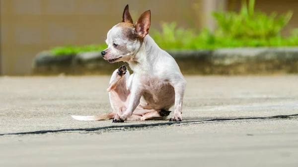 Chihuahua cão coçar — Fotografia de Stock