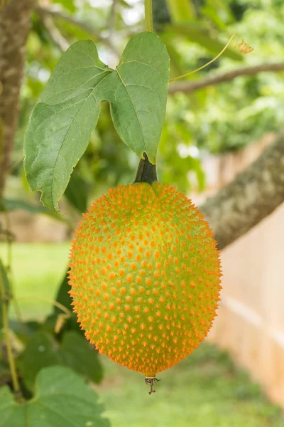 Колючий гіркий Gourd — стокове фото