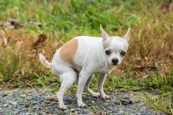 Chihuahua dog pooping — Stock Photo, Image