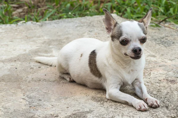 Chihuahua perro tomando el sol — Foto de Stock