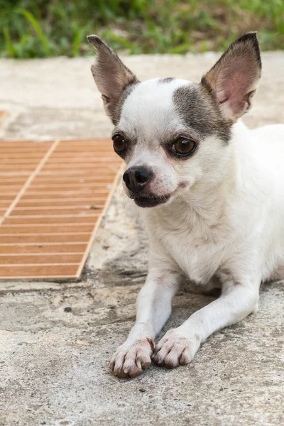 Chihuahua cão descansando — Fotografia de Stock