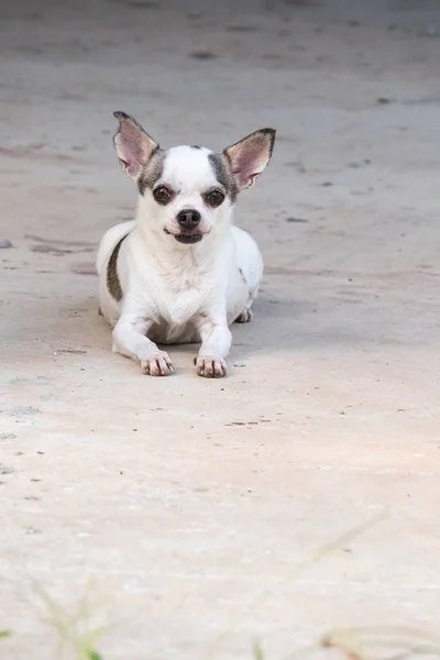 Chihuahua-Hund rastet aus — Stockfoto