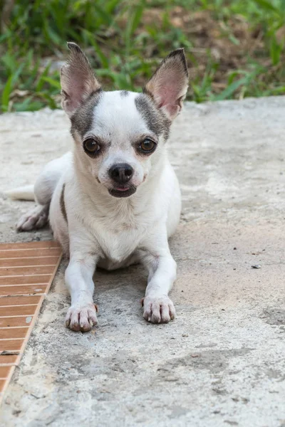 Chihuahua köpek dinlenme — Stok fotoğraf