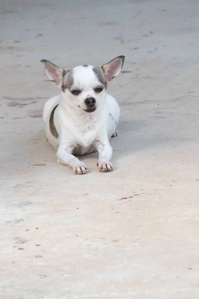 Chihuahua cão descansando — Fotografia de Stock