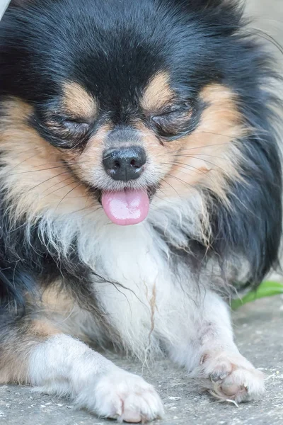 Uzun saçlı tricolor chihuahua köpek — Stok fotoğraf