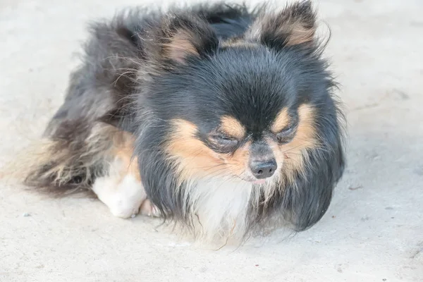 Cão Chihuahua tricolor de cabelos compridos — Fotografia de Stock