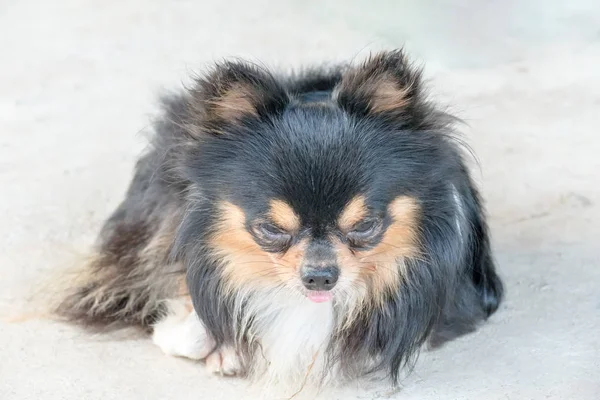 Uzun saçlı tricolor chihuahua köpek — Stok fotoğraf