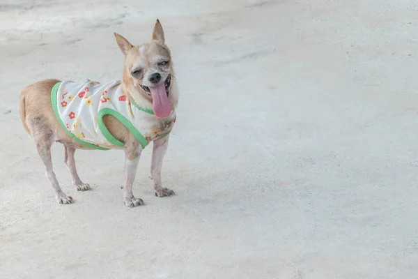 Chihuahua köpek ayakta beton zemin — Stok fotoğraf