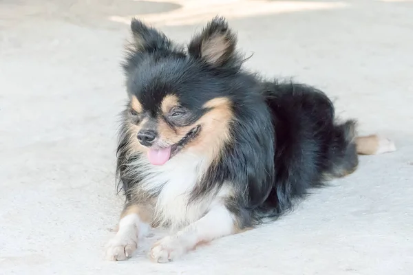 Chihuahua perro descansando sobre suelo de hormigón — Foto de Stock