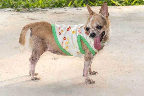 Chihuahua perro de pie en el suelo de hormigón —  Fotos de Stock