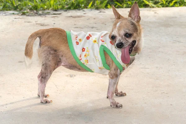 Chihuahua köpek ayakta beton zemin — Stok fotoğraf