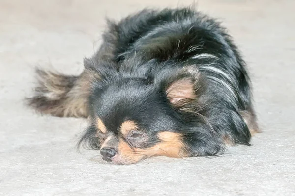 Σκυλί Chihuahua ακουμπά σε δάπεδο από μπετόν — Φωτογραφία Αρχείου