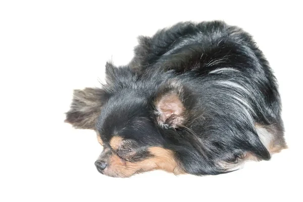 Chihuahua perro descansando sobre suelo de hormigón — Foto de Stock