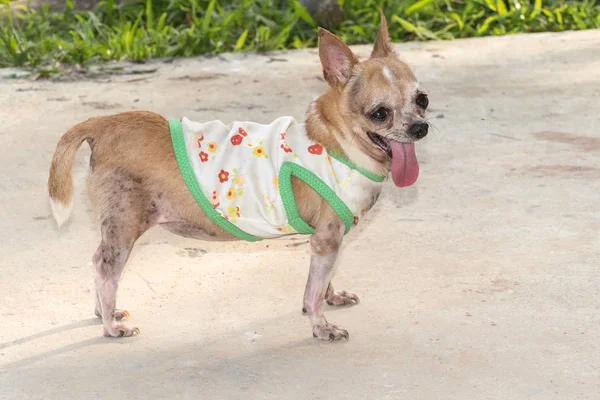 Chihuahua psa stojící na betonovou podlahu — Stock fotografie