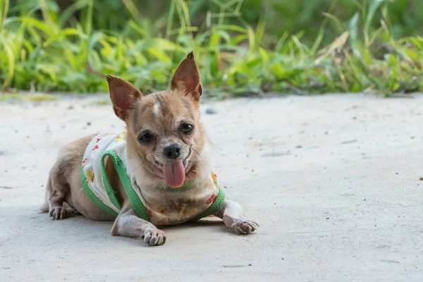 Pes Chihuahua odpočívá — Stock fotografie