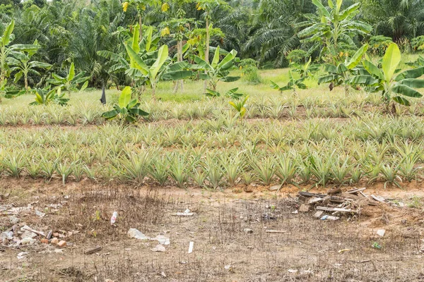 Plantação de abacaxi na Tailândia — Fotografia de Stock