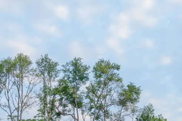 Zelený strom nad modrá obloha — Stock fotografie