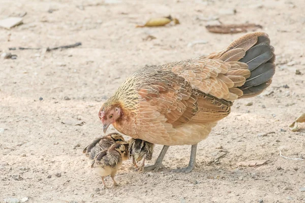 Hen with chickens — Stock Photo, Image