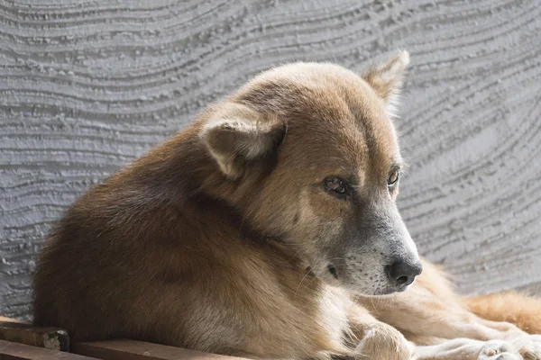 階にタイの犬 — ストック写真