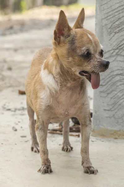 Чихуахуа-собака высовывает язык — стоковое фото