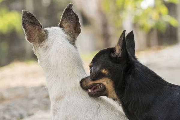 Twee chihuahuas spelen — Stockfoto