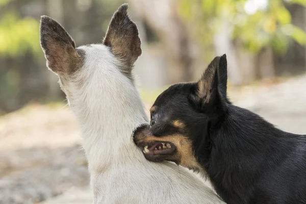 Dos chihuahuas jugando — Foto de Stock