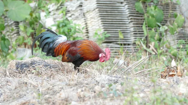 Masculino galinha bicada — Fotografia de Stock