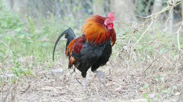 Galinha de galo colorida — Fotografia de Stock