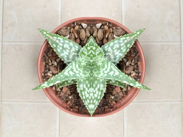 Cactus planta suculenta —  Fotos de Stock