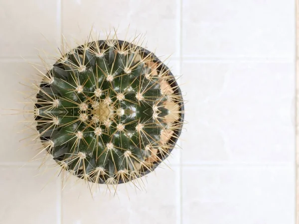 Cactus plante succulente — Photo