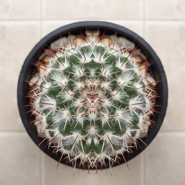 Cactus plante succulente — Photo