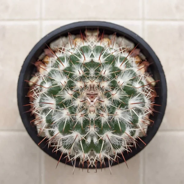 Cactus planta suculenta — Foto de Stock