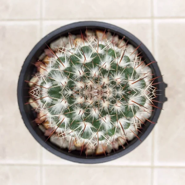 Cactus planta suculenta — Foto de Stock
