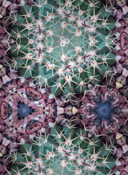 Kaktus roślina soczysty — Zdjęcie stockowe