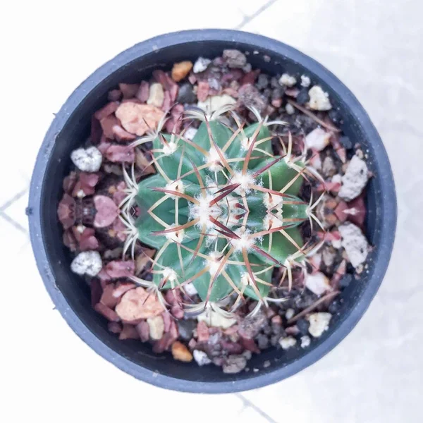 Cactus succulente installatie — Stockfoto