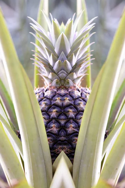 Pineapple fruit on tree — Stock Photo, Image