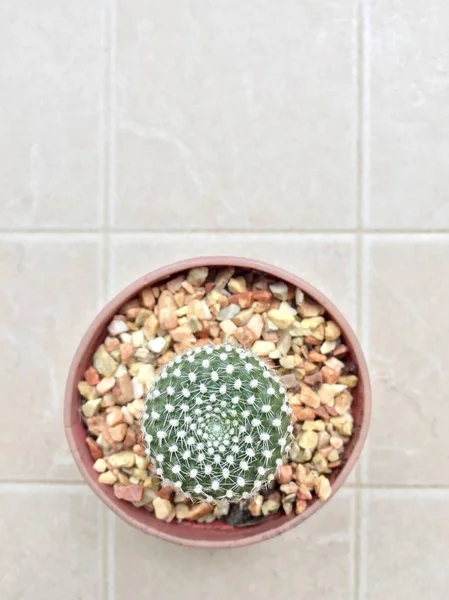 Cactus plante succulente — Photo