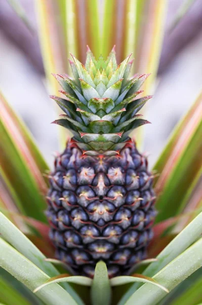 Pineapple fruit on tree — Stock Photo, Image
