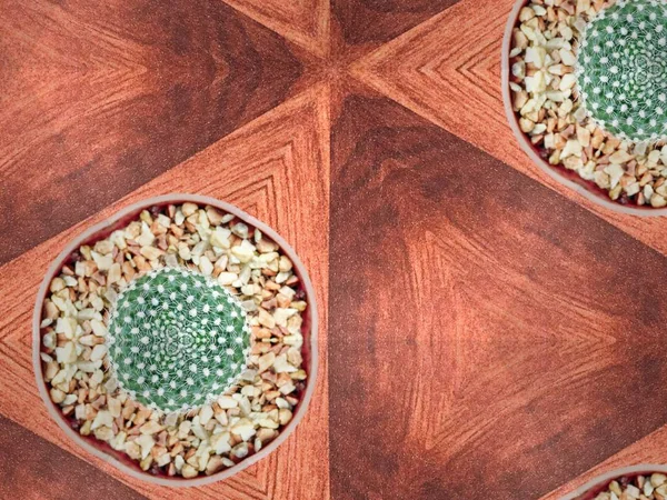 Kaktus roślina soczysty — Zdjęcie stockowe