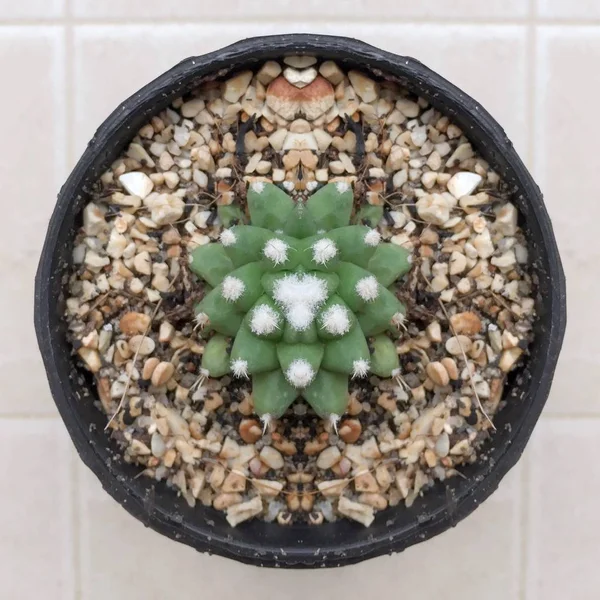 Cactus planta suculenta — Foto de Stock