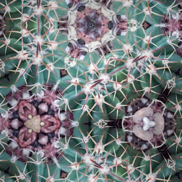 Sukulentní rostlina kaktus — Stock fotografie
