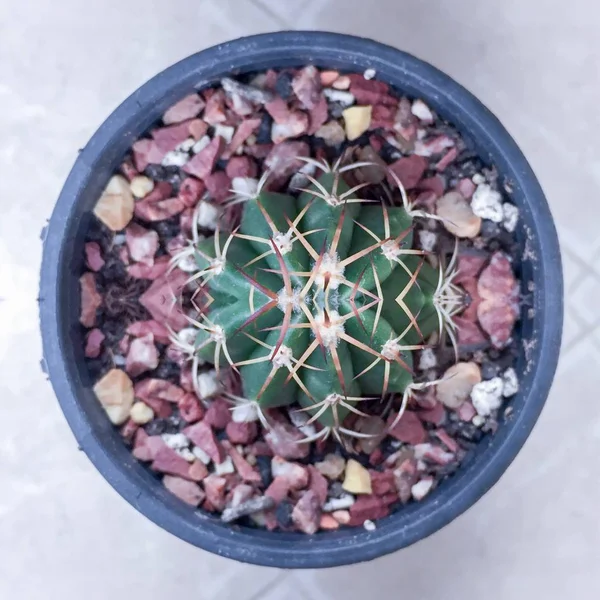 Cactus plante succulente — Photo