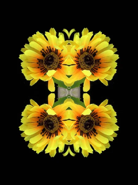 Fleur jaune isolée — Photo