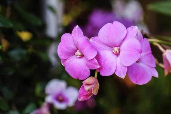 Vackra pink orchid — Stockfoto