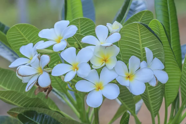 สีขาว Frangipani ดอกไม้ — ภาพถ่ายสต็อก