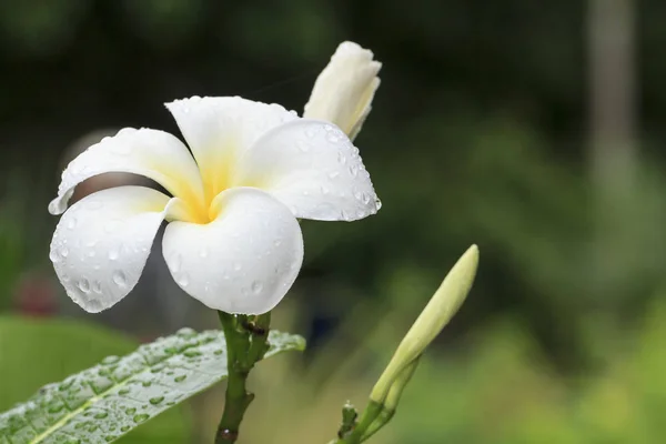 Flor branca de Frangipani — Fotografia de Stock