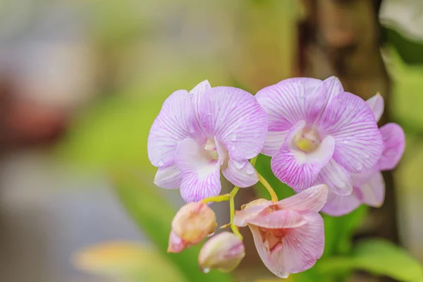 Hermosa orquídea rosa — Foto de Stock